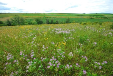 Prairie - CC BY 2.0 Joshua Mayer