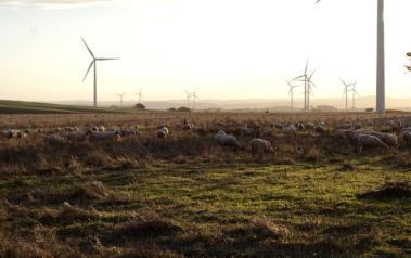 Wind farm in Australia. Author: Steven Caddy. License: Creative Commons, Attribution 2.0 Generic.