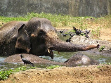Elephants beat the heat in an Indian zoo. Photo by Elroy Serrao. Wikimedia Commons.