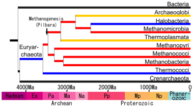 Phylogenetic tree of methanogens. Art by Crion. Wikimedia Commons. 