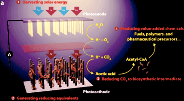 How the artificial leaf works.