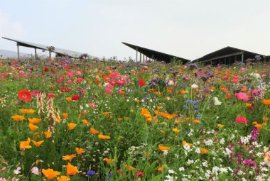 English solar farm. Photo provided by Big60Million.