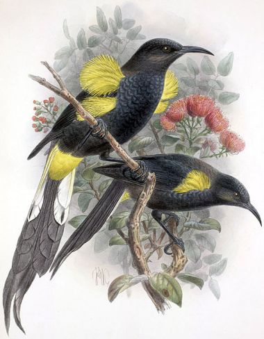 Moho nobilis, extinct. By John Gerrard Keulemans, 1842-1912. Copyright expired in the US. Wikimedia Commons.