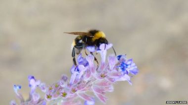 Across Europe and North America bumblebees have lost ground to climate change.