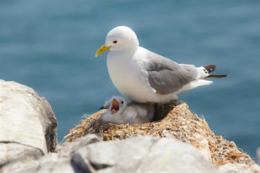 Numbers of black-legged kittiwakes have plunged by 77 per cent since the 1980s. Factors including climate change are blamed. Picture: RSPB.