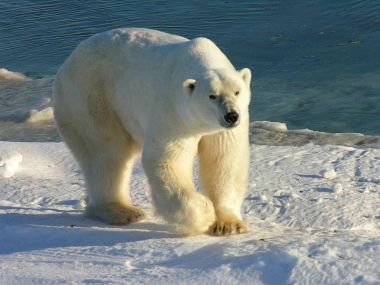 Polar bear. Photo by Ansgar Walk. GNU Free Documentation License. Wikimedia Commons.
