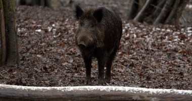 One possible beneficiary of climate change is a boar. Photo: pixabay