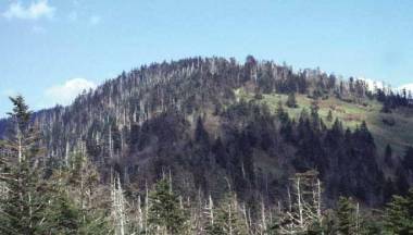 Clingmans Dome (highest point in the Great Smokies). The effects of clearcut logging and fire are clearly visible on the right; the dead trees are Frasier Fir, killed by the Balsam woolly adelgid. United States Geological Survey photo.