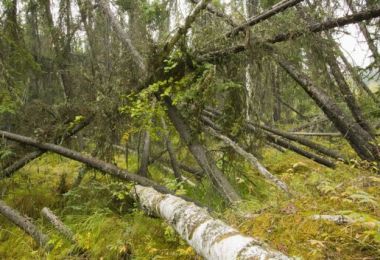 This "drunken forest" of collapsed black spruce is also a sign of the melting permafrost. Science Photo Library