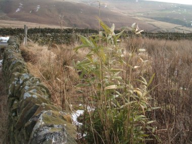 Another proof of climate change? Clump of bamboo growing at about 1000 feet in England's Peak District. Peter Barr. CC BY-SA 2.0. Wikimedia Commons.