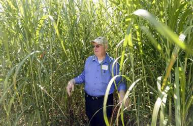 The University of Iowa and Iowa State University are partnering to grow giant Miscanthus. (Jim Slosiarek/The Gazette) 