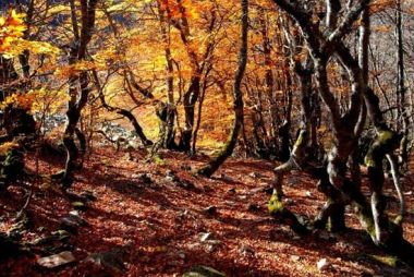 Europe's biomass boom is putting American forests at risk. Photo by cuellar.