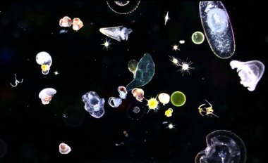 Recent research shows that higher levels of carbon dioxide may be leading to a rise in the numbers of tiny phytoplankton known as coccolithophores.