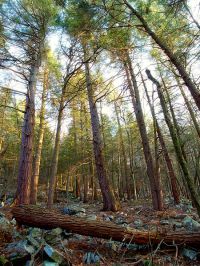 Joyce Kilmer Natural Area, Union County, Pennsylvania. Sadly, the natural area is heavily infested with the hemlock woolly adelgid. Photo by Nicholas A. Tonelli. CC BY-2.0. Wikimedia Commons.