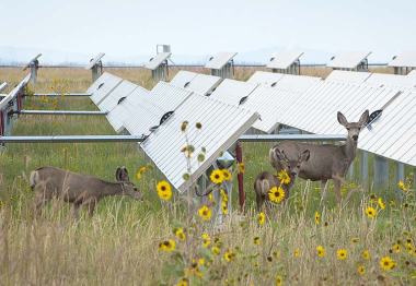 Natural resources at NREL's campuses are managed appropriately to ensure research needs are met while protecting native wildlife and vegetation. NREL