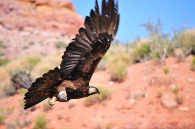 Golden Eagle. (photo credit: Dave Taylor via Flickr)