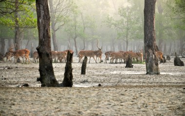 Chital deer emerge from the mists of the Sundarbans. Photo by Fabian Lambeck via Wikimedia Commons (CC 4.0)