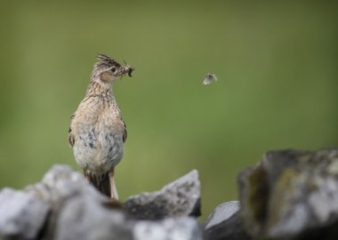A skylark