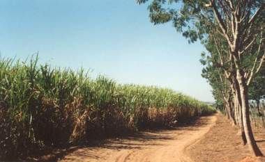Ecologically grown sugarcane in Brazil. Photo by A. F. Yersin. CC BY-SA 3.0. Wikimedia Commons.