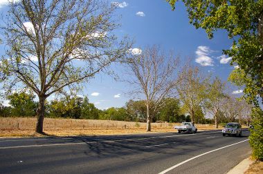 Drought and heatwave affected London Plane Trees. Photo by Bidgee. CC BY-3.0 unported. Wikimedia Commons.