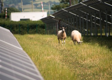 Sheep graze at solar plant in Devon. Credit: Lightsource