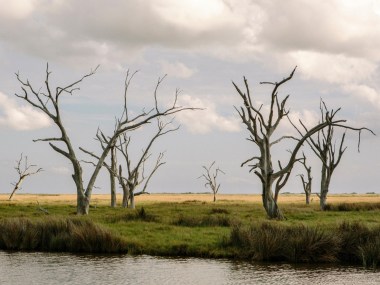 Ghost trees have fallen victim to salt water intrusion. Photo by William Widmer / Redux for CNN 