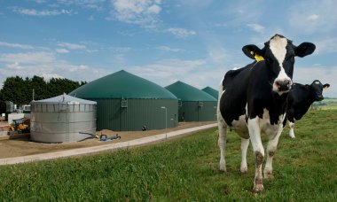 From cow pat to biogas at the anaerobic digestion plant at Wyke Farms in Somerset. Photograph: John Morley