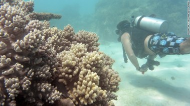 Coral bleaching, Great Barrier Reef