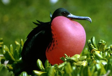 Frigate bird of the Galapagos. US Fish and Wildlife Photo. Public domain. Wikimedia Commons. 