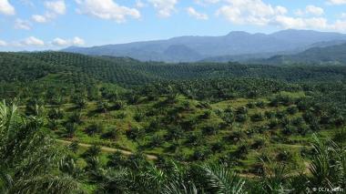 A palm oil plantation in Indonesia. Photo Credit” Wikimedia Commons