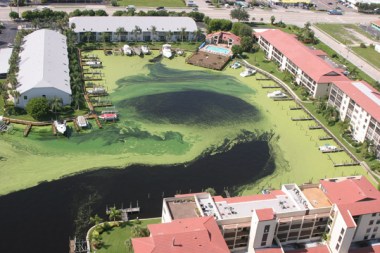 Florida’s green algae disaster. Credit: Wikipedia Commons