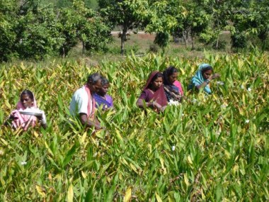 Farming in Chhattisgarh. Photo by Pankaj Oudhia. CC BY-SA 3.0. Wikimedia Commons.