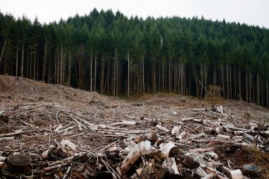 Clear-cut forest in Oregon. Photo by Calibas. CC BY-SA 3.0. Wikimedia Commons.