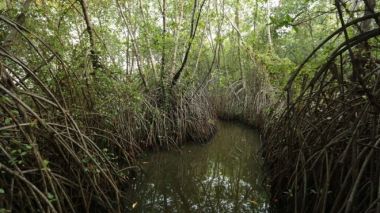 The economic value of ecosystem services provided by mangroves is estimated to be $194,000 (£148,000) per hectare. Seacology.
