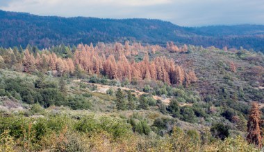 Tree Mortality in California. Photo Credit: CAL FIRE