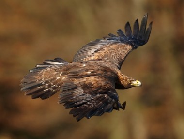 Golden Eagle (Photo by Martin Mecnarowski, CC BY SA, Wikimedia Commons)