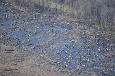 Clearcut forest (Dogwood Alliance photo)
