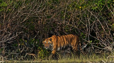 Sundarbans mangroves, a home for Bengal tigers  (Photo: MN Gaurav / Commons)