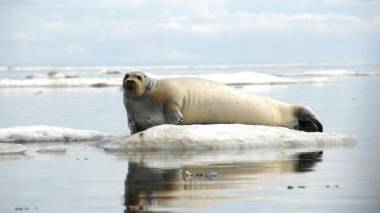 Alaskan seal (NOAA image)