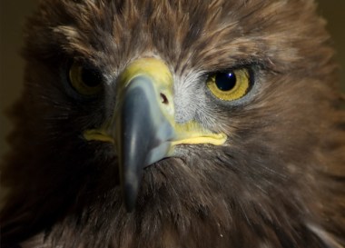 Golden Eagle (Image: Darren Danks)