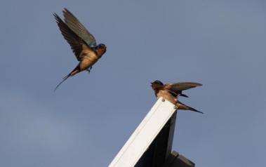 Birds on a solar module  (Author: Don McCullough, CC BY-SA 2.0 Generic)