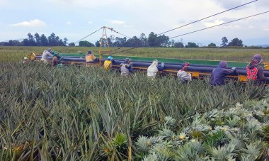 Del Monte’s pineapple plantation
