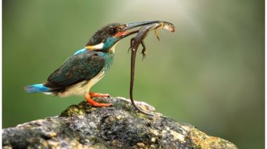 Tropical species may be particularly vulnerable.  (Thinkstock image)