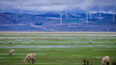 Australian Renewable Energy (Tom Messer)