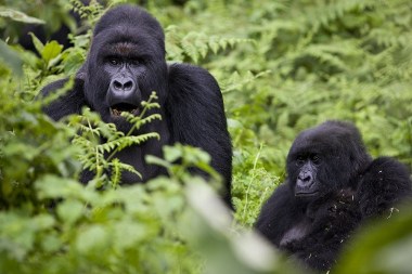 Mountain gorillas are among the most  affected (Brent Stirton / Getty images)