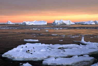 Adelie penguins (Pauline Askin / Reuters)